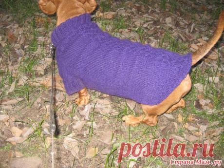 Свитер для таксы - Вязание - Страна Мам