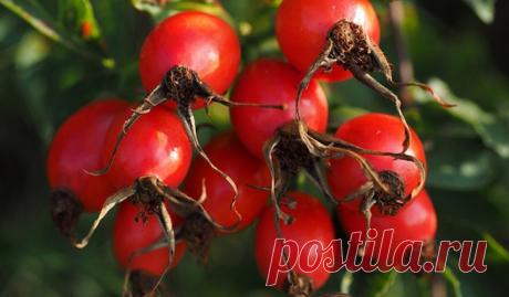 Как правильно заварить шиповник в термосе - Банкетоф