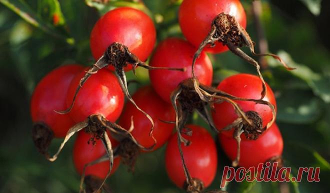 Как правильно заварить шиповник в термосе - Банкетоф