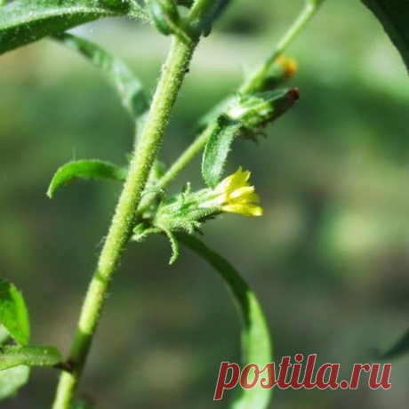 ДЕВЯСИЛ - ТРАВА ОТ МНОГИХ ЗАБОЛЕВАНИЙ