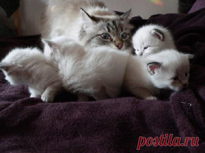 Такие заботливые мамы: Фотографии животных, которые немного устали от своих детёнышей