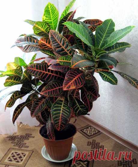 Кротон: уход в домашних условиях, виды, сорта, фото.