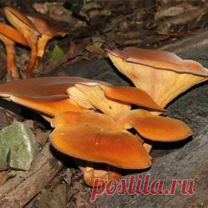 Топ-10 самых опасных и ядовитых грибов