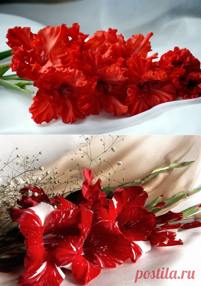 Августу очень к лицу эти красные гладиолусы