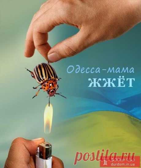 Дегуманизация жителей Юго-Востока в украинских . Часть 1. | Темы дня