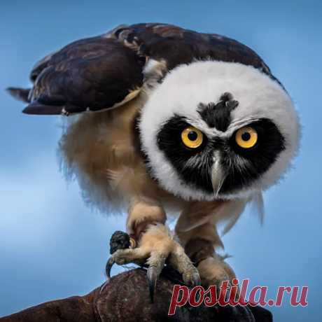 WOA Animal – Google+