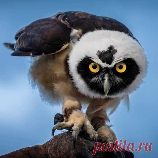 WOA Animal – Google+