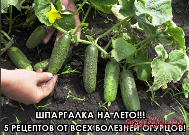 (6) Одноклассники