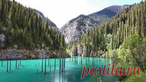 Подводный лес озера Каинды, Казахстан.