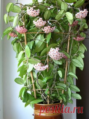 Правильный уход за домашним восковым плющом — Сад на подоконнике