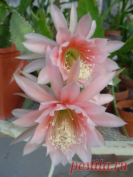 Epiphyllum &quot;Argus&quot; (Orchid Cactus).