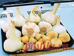 Как БЫСТРО РАЗМНОЖИТЬ  озимый чеснок ?