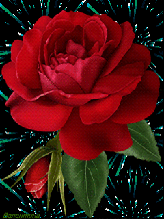 16818036.gif (240×320)