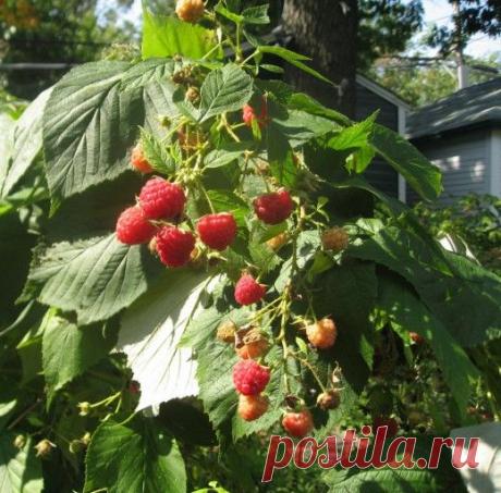 Как увеличить урожай малины? - Ботаничка.ru