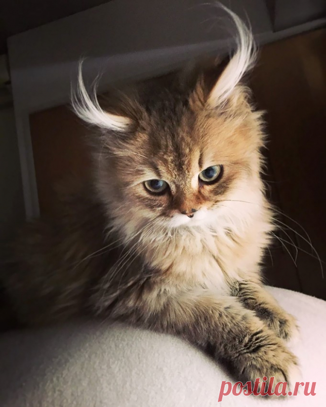 Кошачий бомонд: самые очаровательные мурлыки