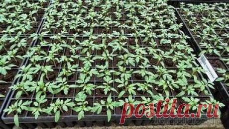 Рассада в феврале - что сажать? Рассаду каких овощей сажают в феврале?