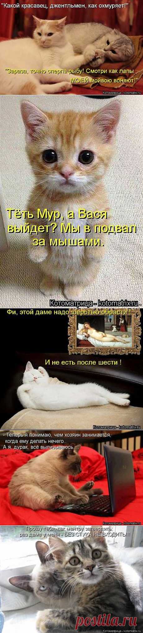 (+1) тема - Самые прикольные котоматрицы | Четвероногий юмор