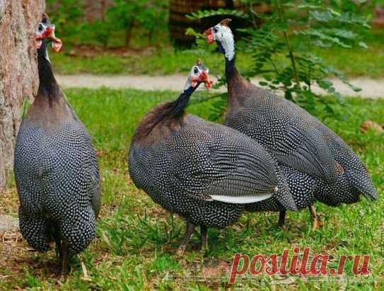 Особенности содержания цесарок 🐓🐣👍
 
В неспециализированных хозяйствах цесарок разводят в малых количествах. Специального оборудования для цесариных ферм нет. Кормление и поение цесарок производятся вручную из самодельных кормушек и поилок. Обогревают птичники либо калориферами, либо инфракрасными лампами, Микроклимат при выращивании молодняка п содержании маточного стада не выдерживается. Однако это не должно сдерживать развитие данной отрасли, и поэтому временно можно допустить разведение ц