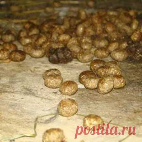 Кроличий навоз как удобрение?