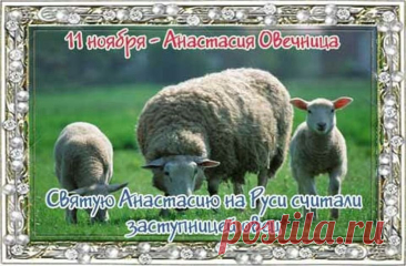 В южных регионах 11 ноября заканчивали стричь овец. Открытки на День памяти Аврамия Овчар и Анастасии Овечницы!