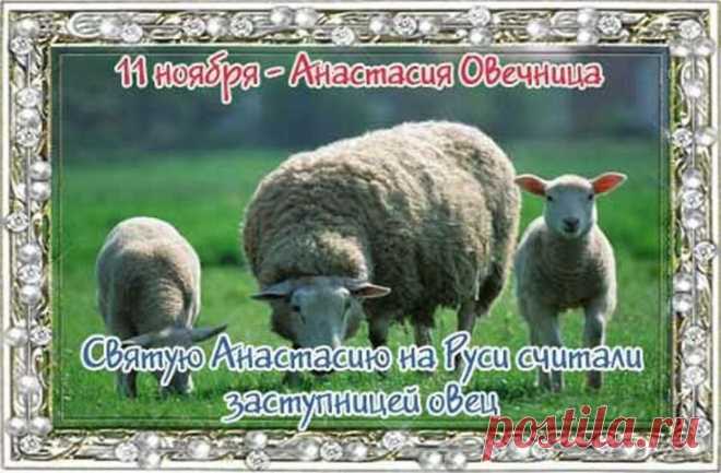 В южных регионах 11 ноября заканчивали стричь овец. Открытки на День памяти Аврамия Овчар и Анастасии Овечницы!