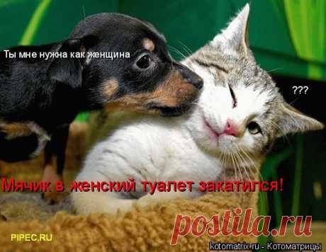 Котоматрица: Круть