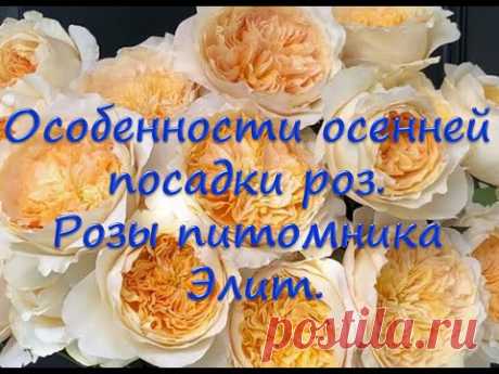 Особенности осенней посадки роз.  Розы питомника Элит.