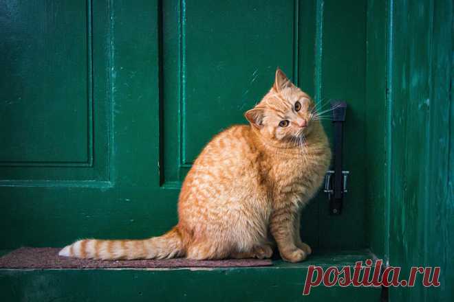 Почему кошки любят лежать у порога входной двери | Приключения натуралиста | Яндекс Дзен