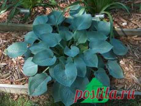 Хоста гибридная "Халцион" (Hosta hybrida Halcyon) - Хоста - Многолетники - Каталог - Eko-sad.ru