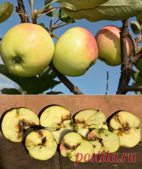 Об эффективных способах борьбы с плодожоркой от опытного садовода — 6 соток