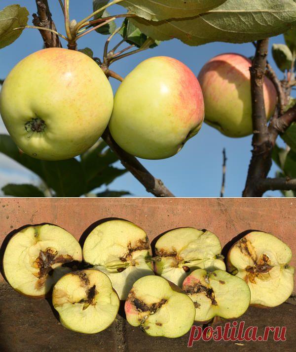 Об эффективных способах борьбы с плодожоркой от опытного садовода — 6 соток