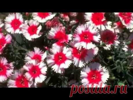 С днем рождения подруга!!!!От души ...И для души...