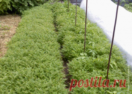 Тебе надо, ты и копай