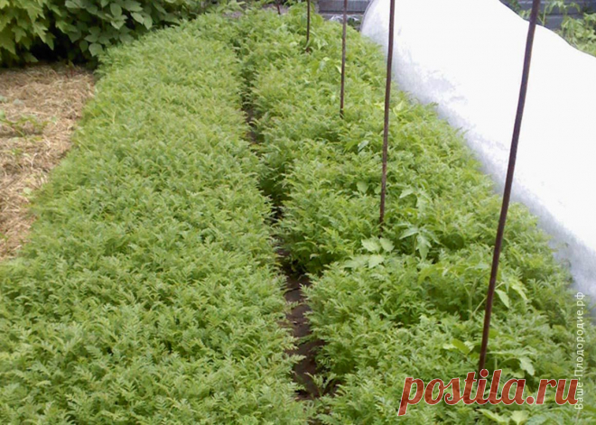 Тебе надо, ты и копай