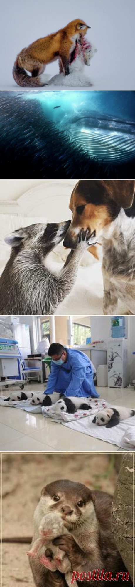 Лучшие снимки дикой природы прошлого года