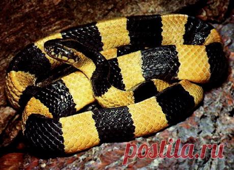 7. Ленточный крайт
Ленточный крайт относится к семейству аспидовых. Проживает в тропиках Индии и на юге Китая. Эти змеи ведут ночной образ жизни и проживают в воде. Их называют еще застенчивыми змеями, потому что они любят скромно прятать голову за хвостиком.