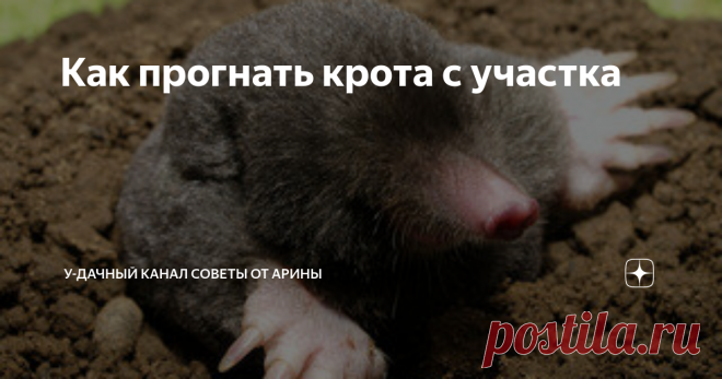 Как прогнать крота с участка Сад, дача, огород, кроты, вредители.