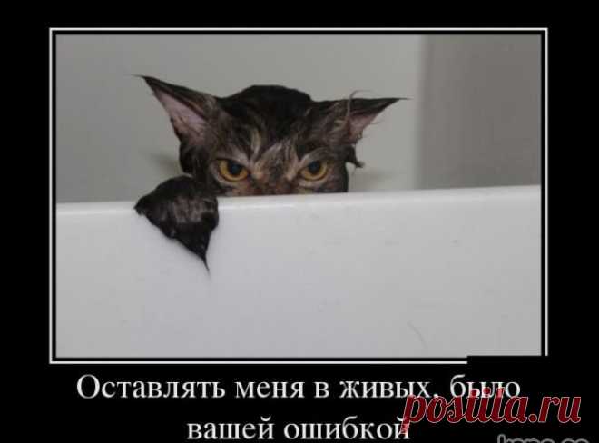 Заявления от животных, которым сложно не поверить