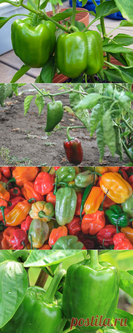 Выращивание перца в открытом грунте: что надо знать