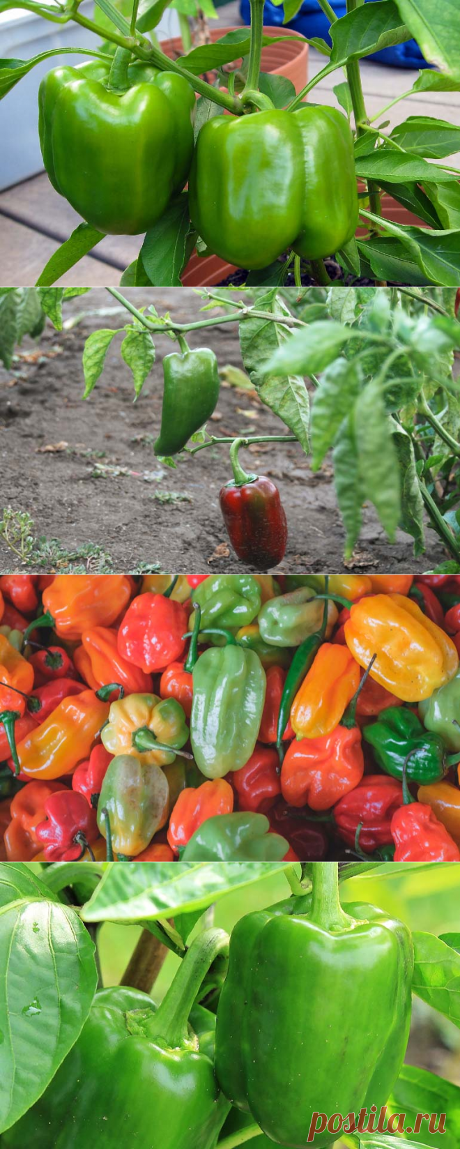 Выращивание перца в открытом грунте: что надо знать