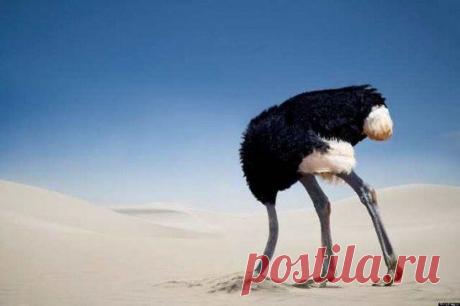 КРИК ДУШИ ИЗ НИКОЛАЕВА. СЕРГЕЙ ВЕСЕЛОВСКИЙ.
"… После прослушивания жительницы Чернигова в вашей программе, не могу не высказать наболевшее...