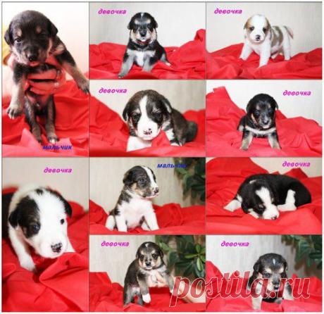 Приезжайте в гости к собачьей семейке и выбирайте   
свое ушастое чудо! Контактный телефон: +375 29 665-16-60 - Оксана.
•••