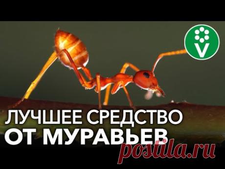 МУРАВЬИ? ЗАБУДЬТЕ О НИХ НАВСЕГДА!