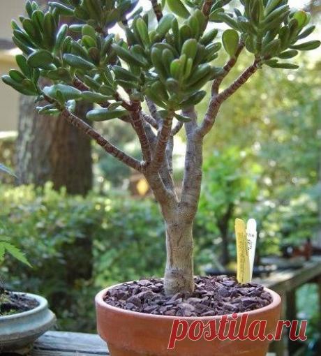 ДЕНЕЖНОЕ ДЕРЕВО РЕЦЕПТЫ ДЛЯ ЗДОРОВЬЯ ☝