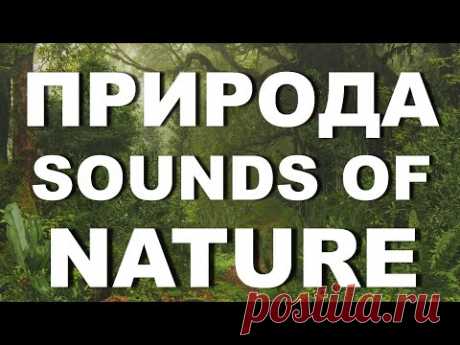 Релакс звуки природы пение птиц, шум деревьев, журчание ручья - YouTube

Звуки природы – это природный #релакс для души, это музыка для успокоения, это музыка природы для релаксации и успокоения, для расслабления. Здесь и пение птиц, шум деревьев,  журчание ручья. 

Если Ваш малыш не может заснуть – эти звуки для сна малыша. Звуки природы как нельзя лучше всего подходят для успокоения Вашего малыша и для его спокойного сна.