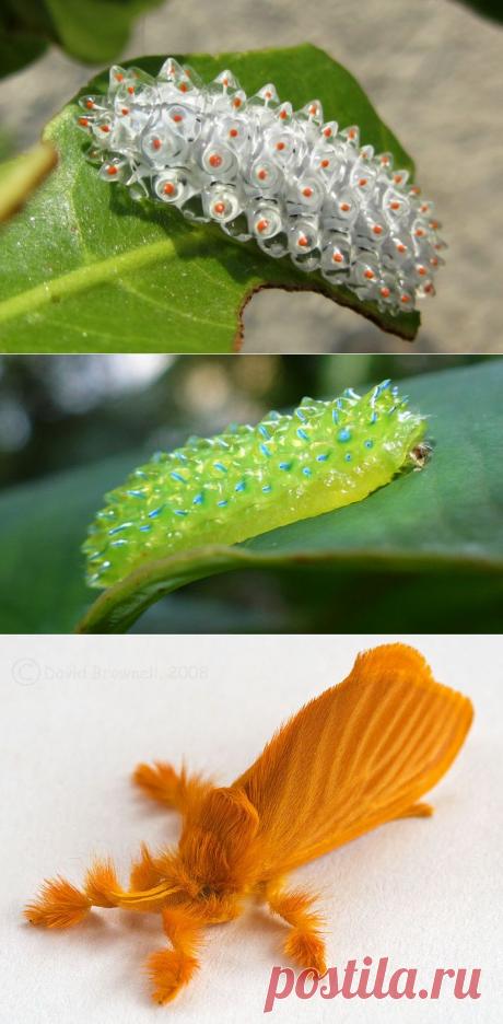 Кристальная гусеница Дальцерида