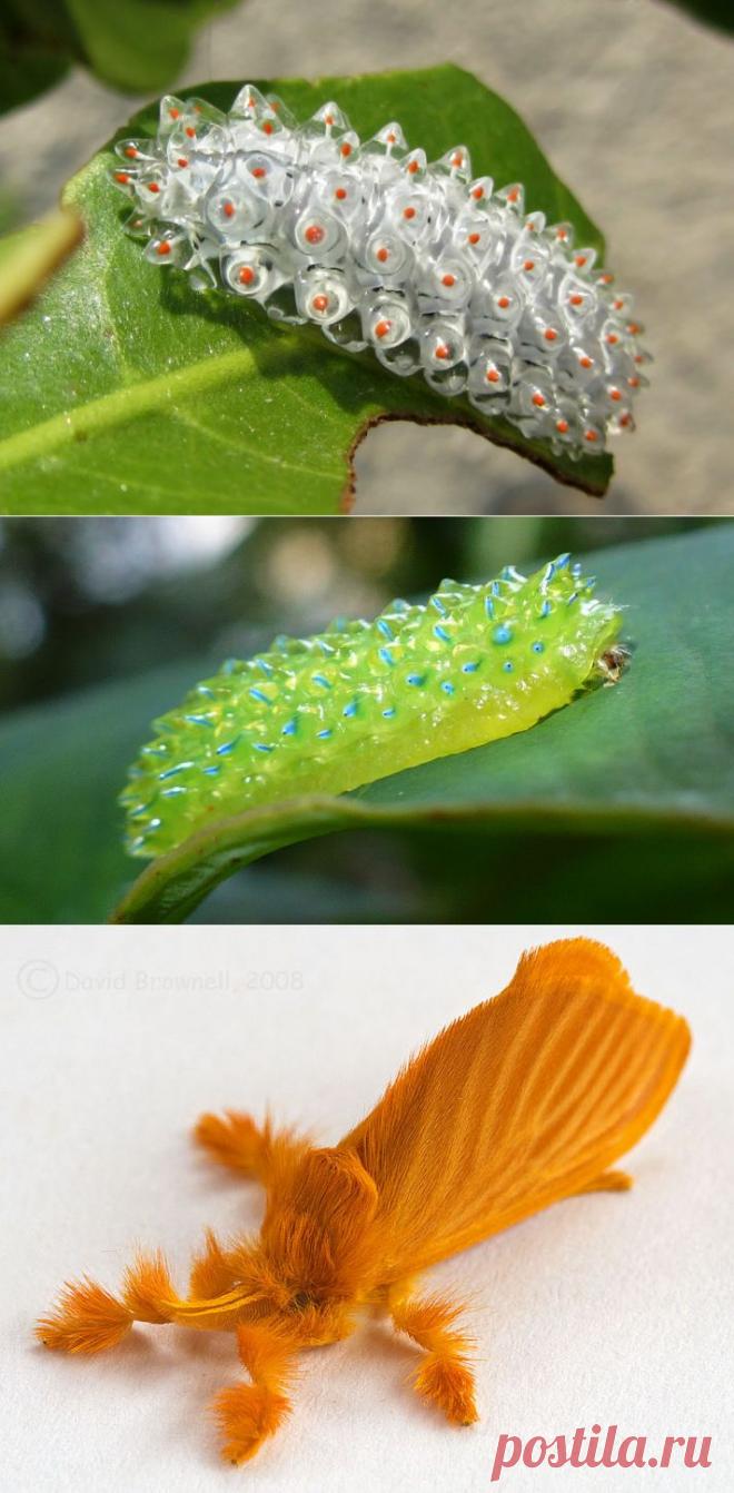 Кристальная гусеница Дальцерида