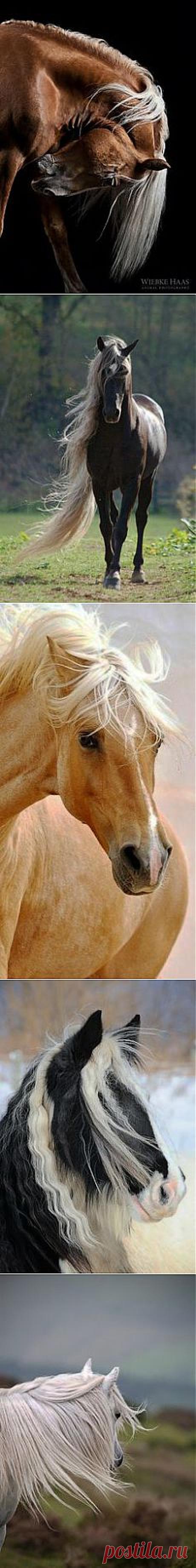 Equine Amazement в Pinterest