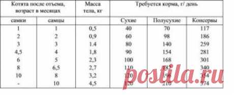 КОРМЛЕНИЕ КОТЯТ ДО И ПОСЛЕ ОТЪЕМА: Котята при недостатке молока беспокойны, у них втянут живот, они