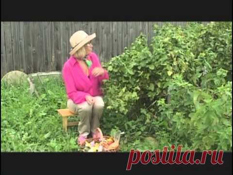 Выращивание черной смородины — Яндекс.Видео